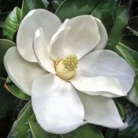 Magnolia Flower Wholesale Essential Oil by SVA Organics