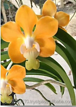 V. SAMPOI ORANGE