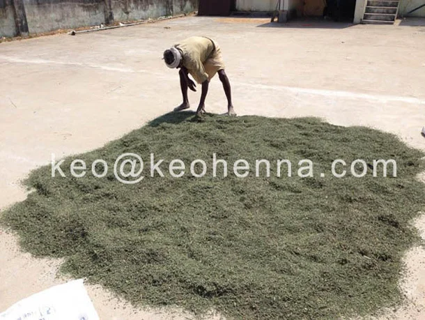 natural indigo leaves