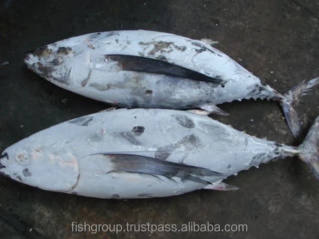 Precooked Seafood Purse Flake Max Mercury Fishing KOSHER Style Lead Gluten Packaging Pack Color Tuna ALBACORE WHOLE ROUND