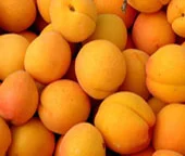 
fresh apricot 