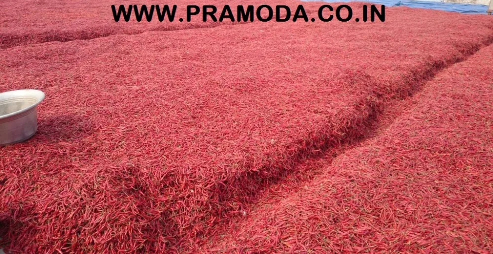 Высококачественный красный чили, оптовая продажа, покупатели сухих красных чили/импортеры красного чили