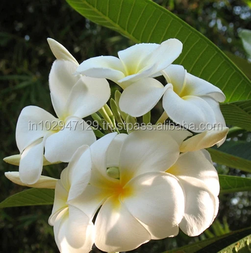 Organic fertilizer powder product for flowering and garden plants