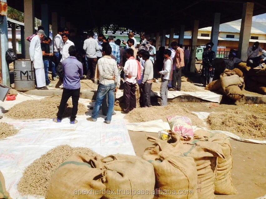 Withania Somnifera roots TBC Indian Ginseng Root Ashwagandha Roots T Cut