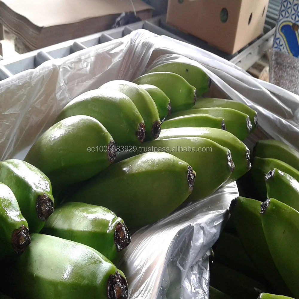 
BANANAS FROM ECUADOR-GREEN AND FRESH 