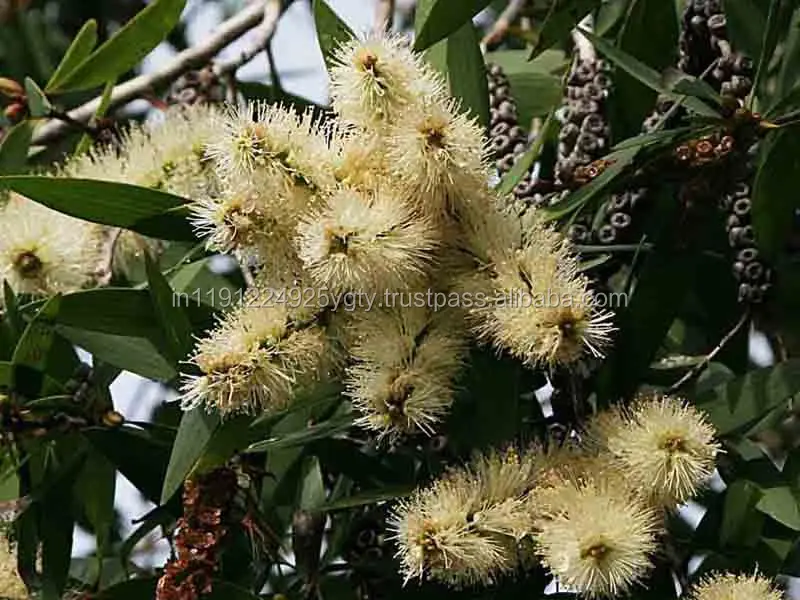 Wholesale Bulk Niaouli Essential Oil For Aromatherapy/Massage/Spa