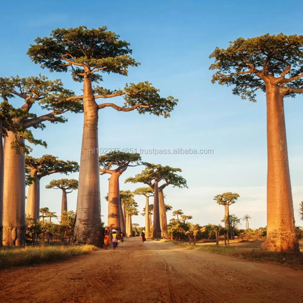 
Organic Baobab Powder - Private Label 