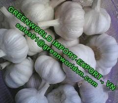 GARLIC WITH HIGH QUALITY AND CHEAP PRICE IN THE MAIN SEASON