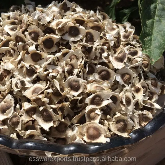 
buy pkm1 moringa seeds from india 