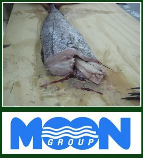 Merluccius Productus