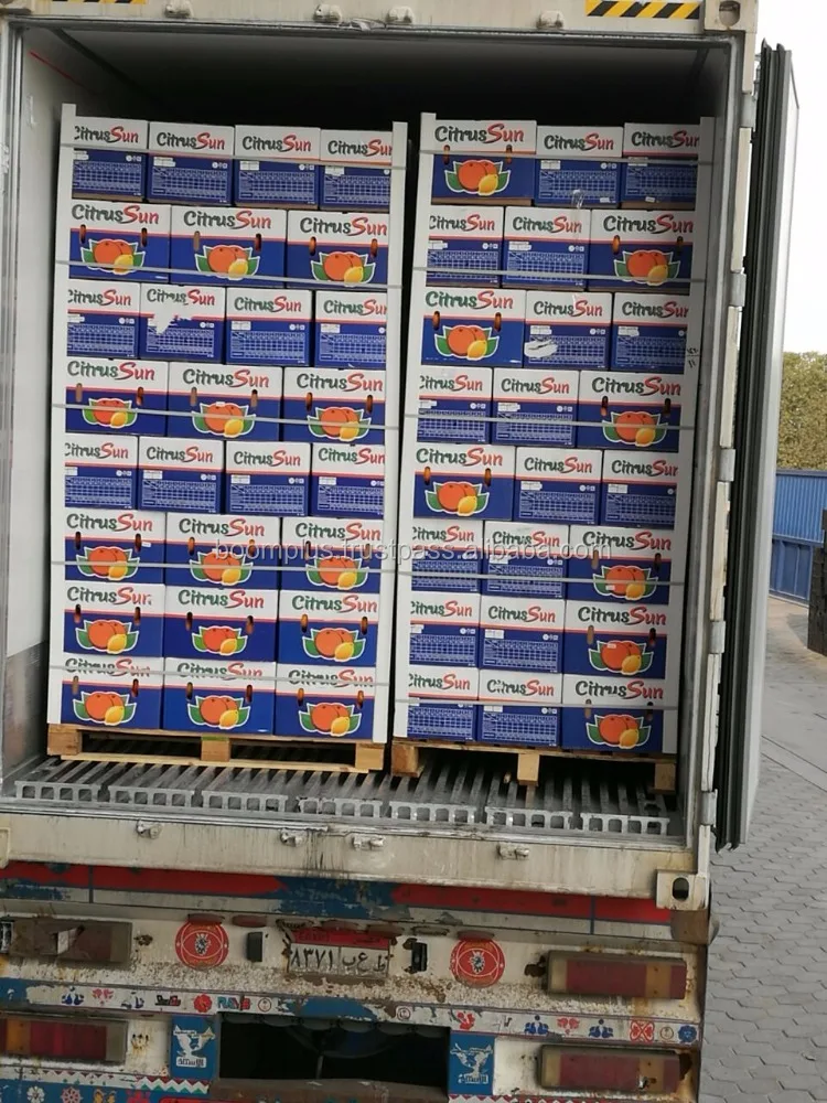 Sweat Orange Fruit | High Quality | Egyptian Origin