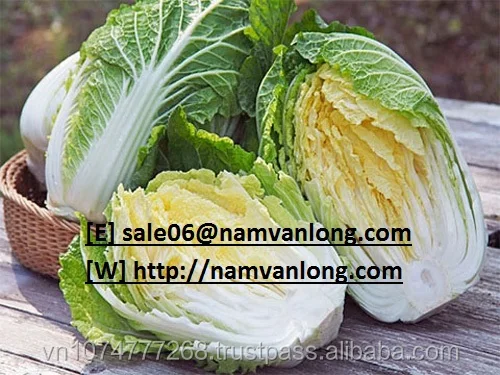 
HIGH QUALITY FRESH CELERY CABBAGE ( NAPA CABBAGE) WITH BEST PRICE 