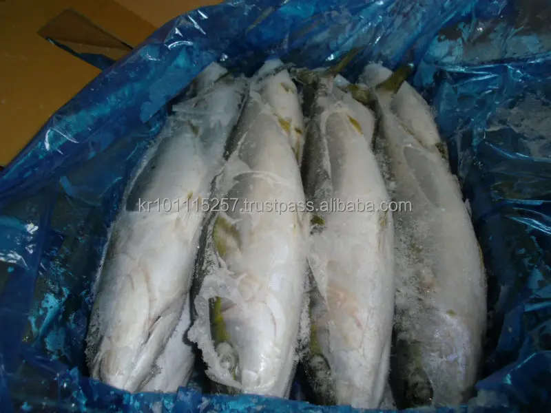 FROZEN YELLOW TAIL FISH WR