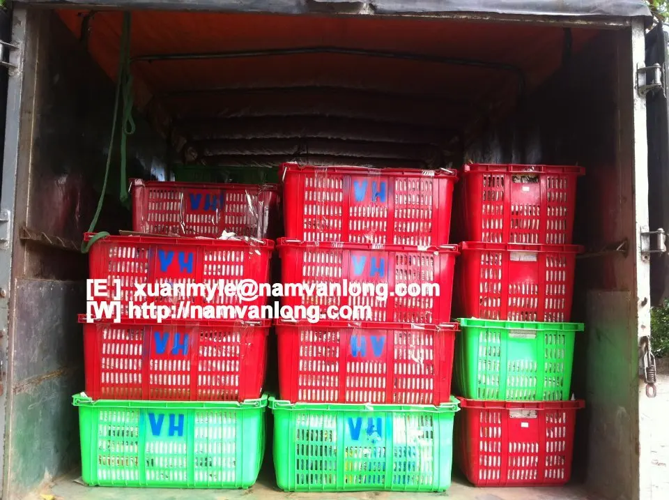 Свежий Кот CHU фрукты манго