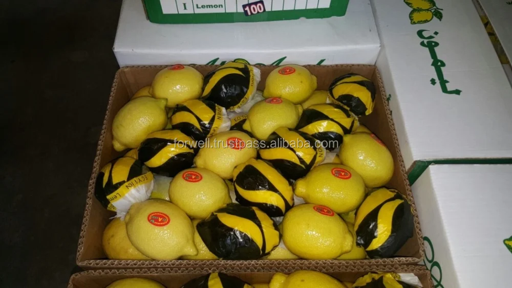 COMMON EGYPTIAN LEMONS  ( Adalia - Verna - green lime ) BIG SIZE LEMONS IN EGYPT