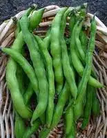 Cluster Beans Suppliers In India