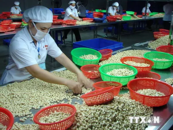 export ww320 vietnam cashew at the best price