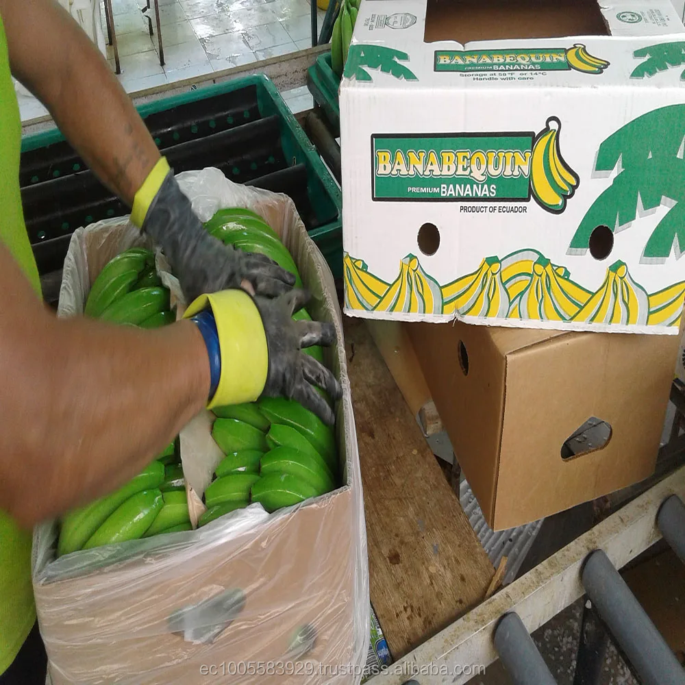 
Fresh Bananas from Ecuador 