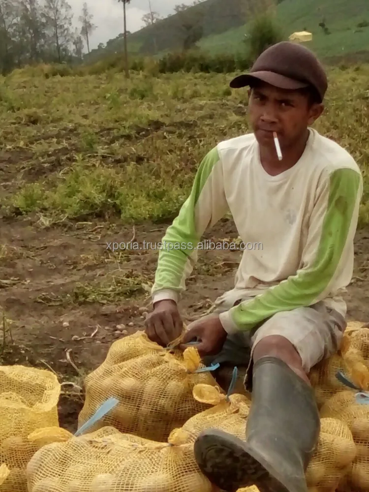 POTATO Unprocessed WHITE | Indonesia Origin