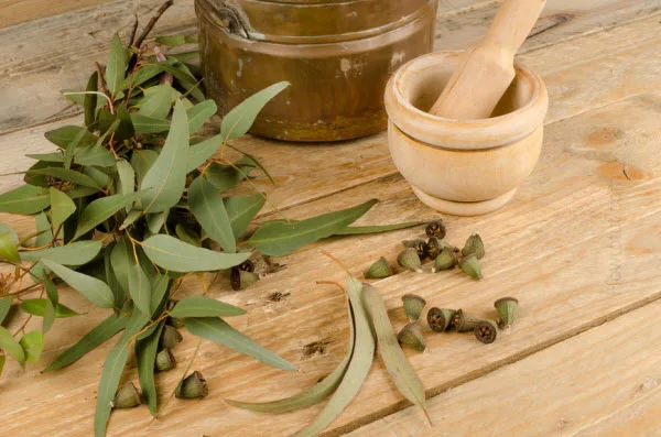 Organic Aroma Grade Eucalyptus Hydrosol with Anti-fungal Property at Wholesale Bulk Price