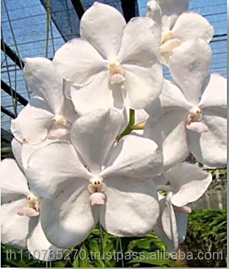 
V. WHITE BB 