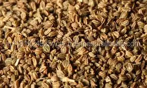 Wholesale Aromatherapy Customized Label 100% Pure High Quality Celery Seed Essential Oil