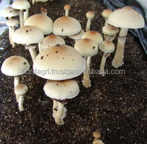 Mushroom Peat moss substrate