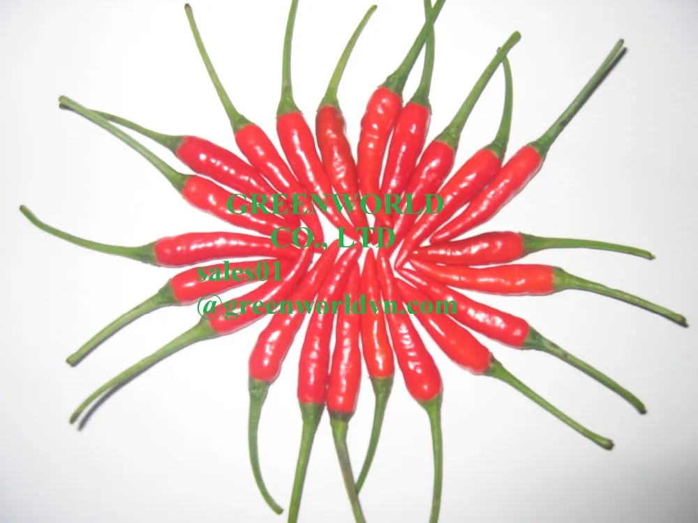Fresh small/big chilli, attractive price from Green World for now