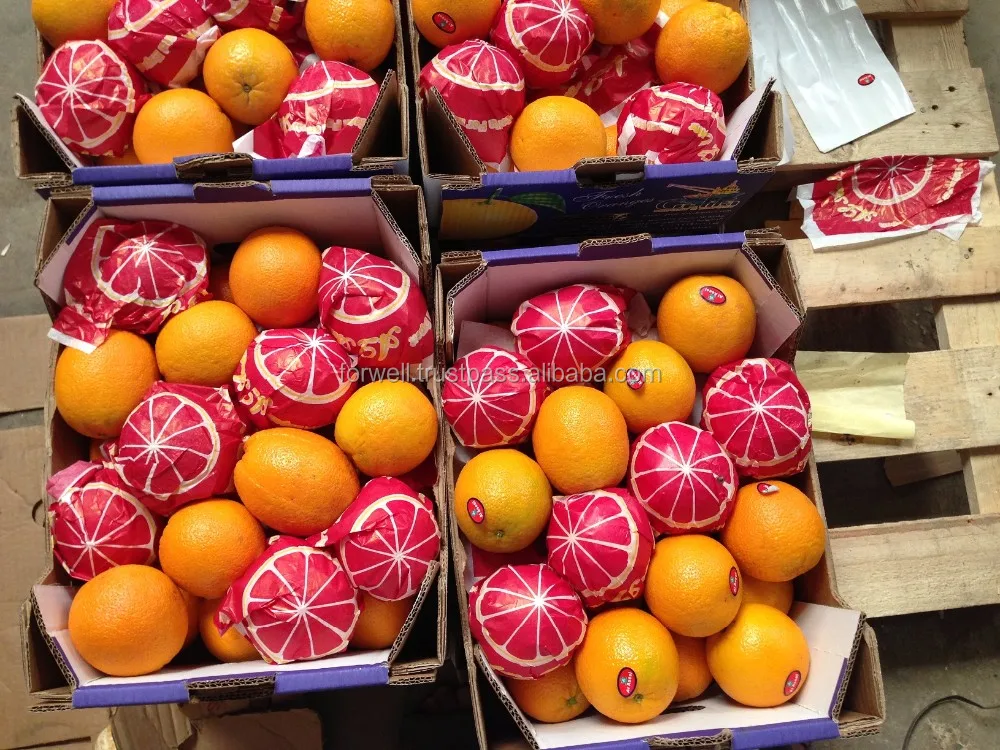 Fresh Orange Valencia /Egyptian Fresh Orange to export