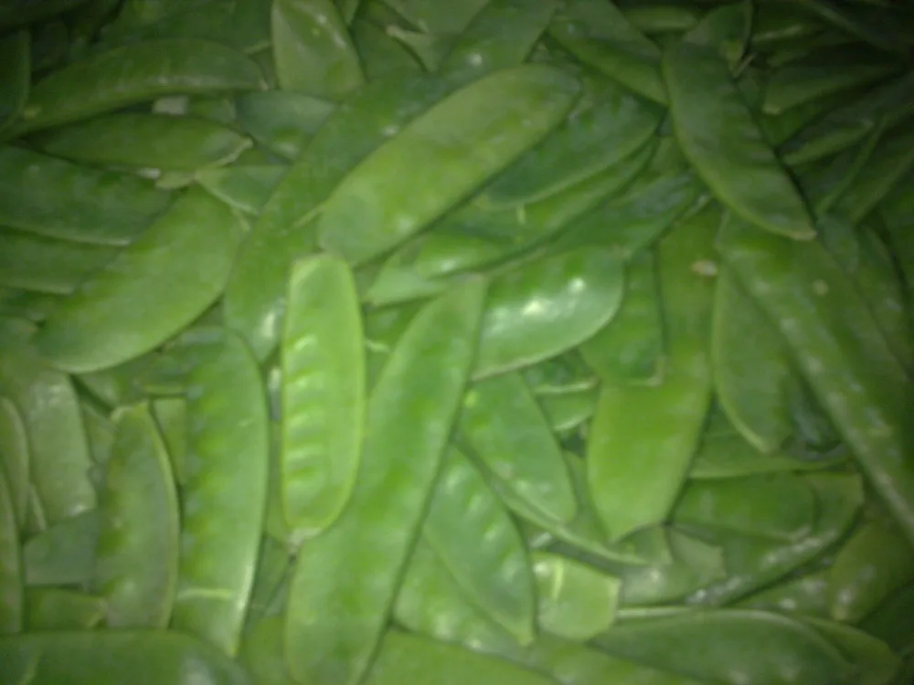 
Egyptian fresh peas 