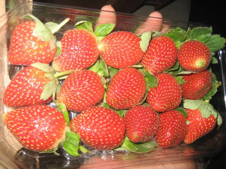 
strawberry fresh for sale 