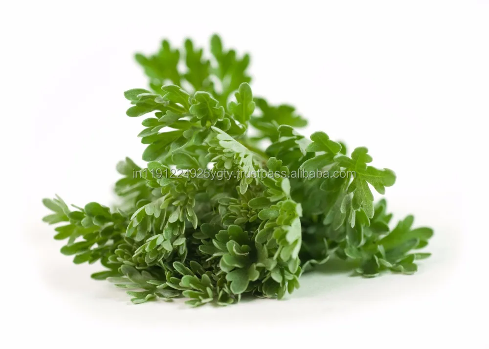 Steam Distilled Extracted Essential Pure Natural Wormwood Oil