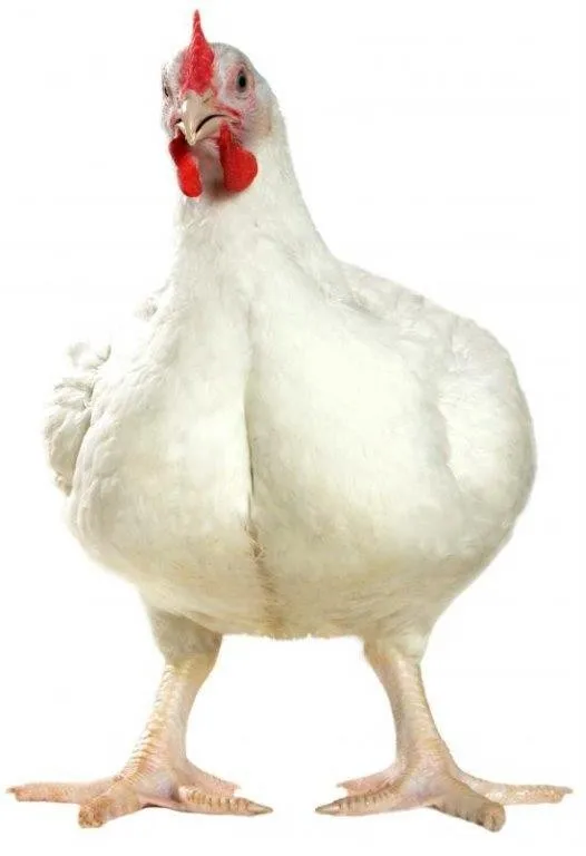 Supplementary feed for fattening chicken