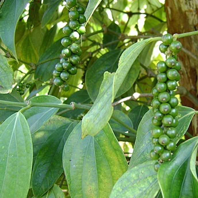 VIETNAM BLACK PEPPER 500G/L, 550G/L, CLEANED, 570G/L ASTA HIGH QUALITY FROM DIRECT SUPPLIER FACTORY