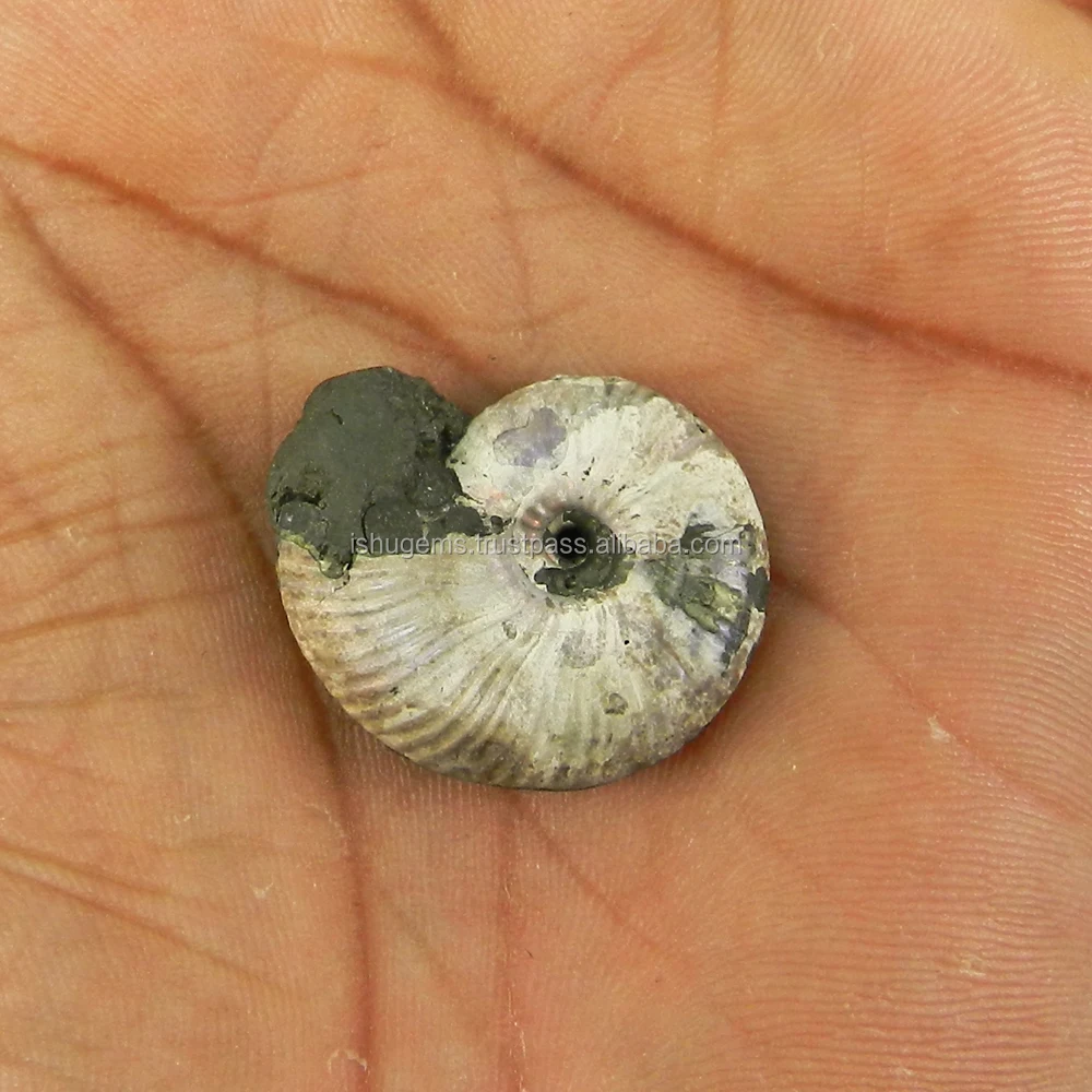 Iridescent Russian Natural Fools Gold Pyrite Ammonite 2.8X2.0cm Fancy Uneven 9.64 Gms, Semi Precious Loose Gemstone IG3285