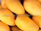 Premium Quality Hot Selling Fresh Pakistani Sindri Mango Natural Sweet mango Wholesale Chaunsa in Bulk