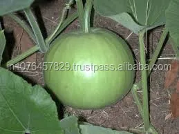 
TINDA SEEDS MARUTI MOHAN F1 HYBRID FOR SOWING 