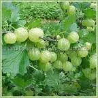 AMLA POWDER INDIAN ORIGIN