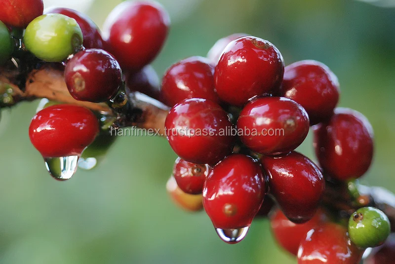 Robusta Coffee S16 faq/cleaned/wet polished green bean SKYPE HANFIMEX08