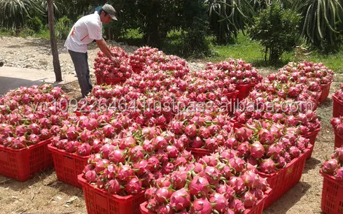 HOT SALE - Vietnam Fresh Red / White Dragon Fruit - High Quality for Sweet Dragon Fruit at Cheap Price