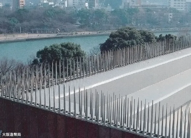 Live bird trap Spike for birds to keep clean environment without pollution caused by birds.