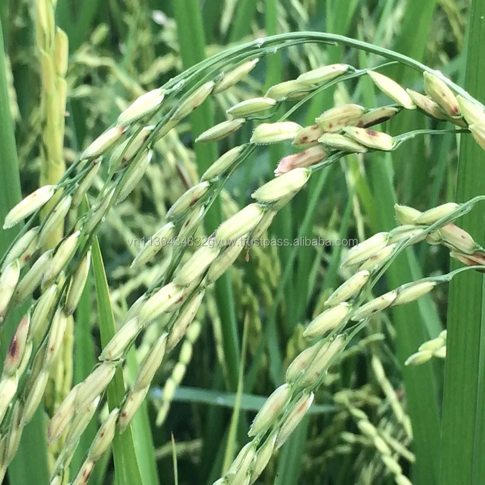 HIGH QUALITY 15% BROKEN VIETNAM LONG GRAIN WHITE RICE WITH COMPETITIVE PRICE