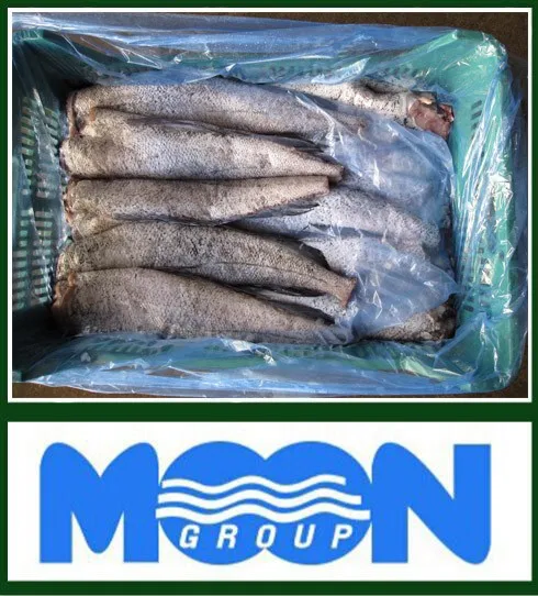 Merluccius Productus