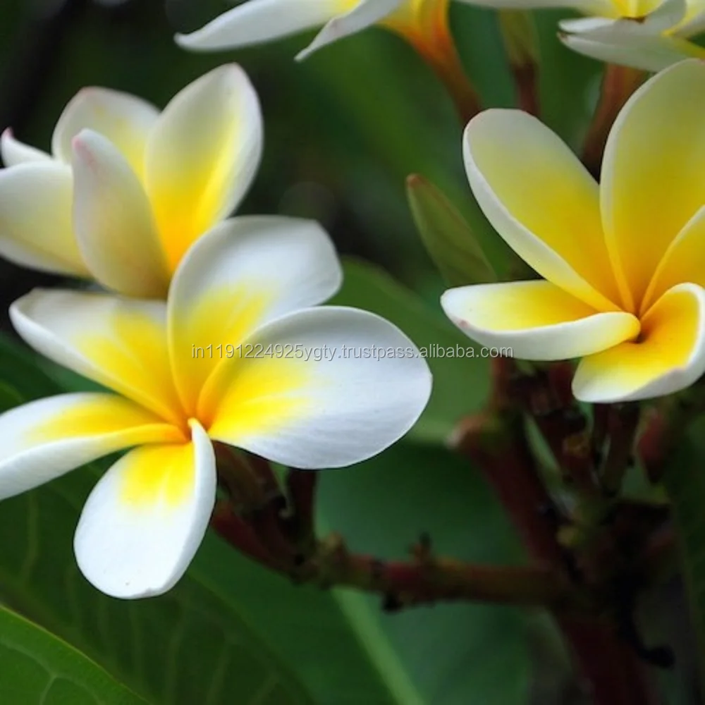 100% Pure High Quality Frangipani Essential Oil High Quality Aromatherapy Diffuser