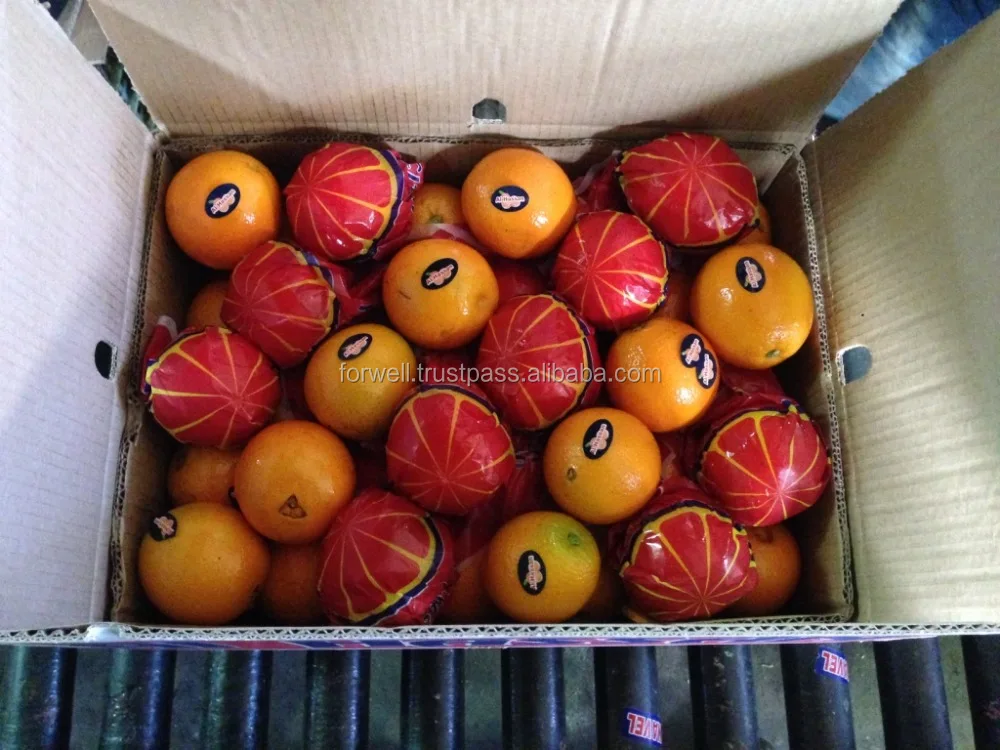 oranges carton weight 15 kg and 8 kg of Navel and Valencia Orange from Egypt