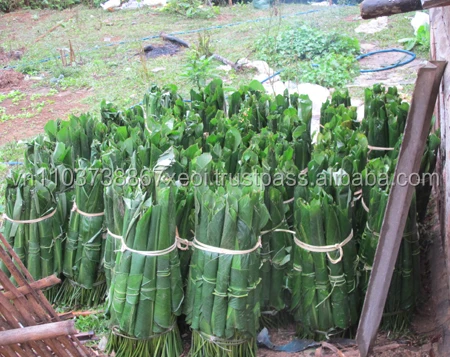 fresh Dong high quality and cheapest 2020