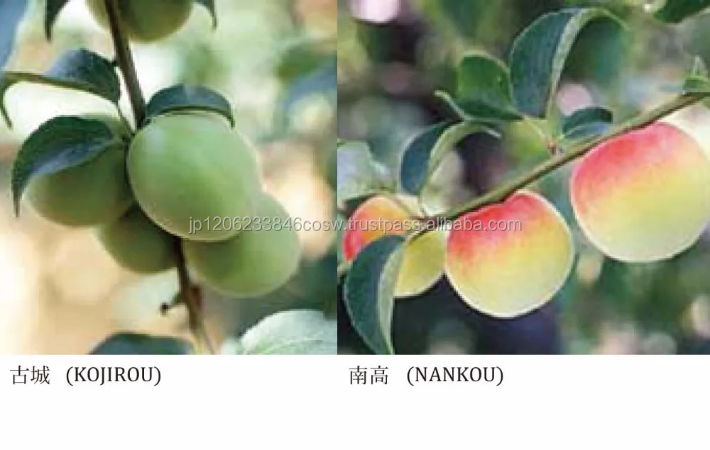 High-quality bottled plum wine beverages drinks of popular brands