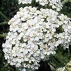 Высококачественное фармацевтическое эфирное масло Yarrow по оптовой цене