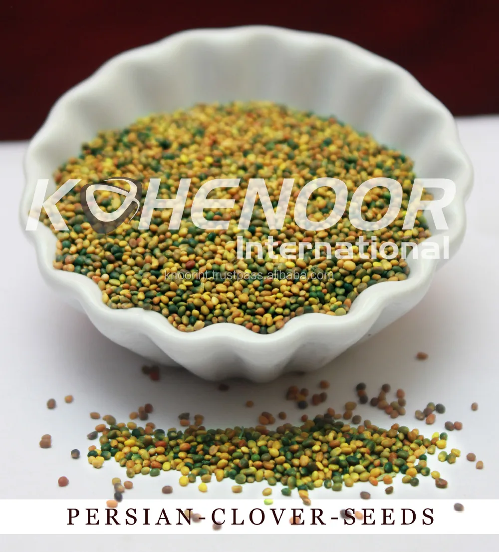 Семена Персидского клевера высшего качества
