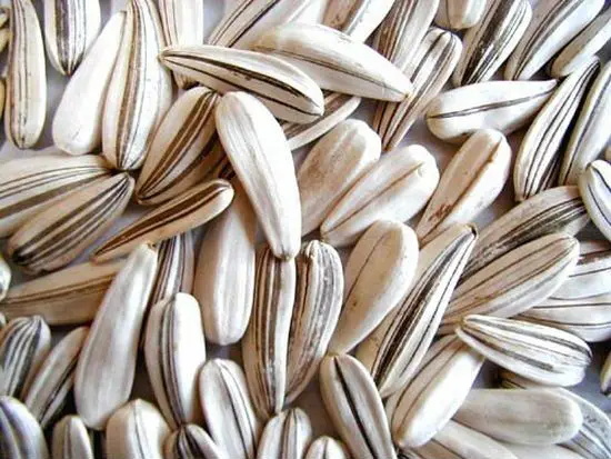 sunflower seeds for Europe